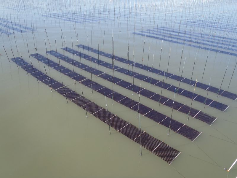 canh tác rong biển